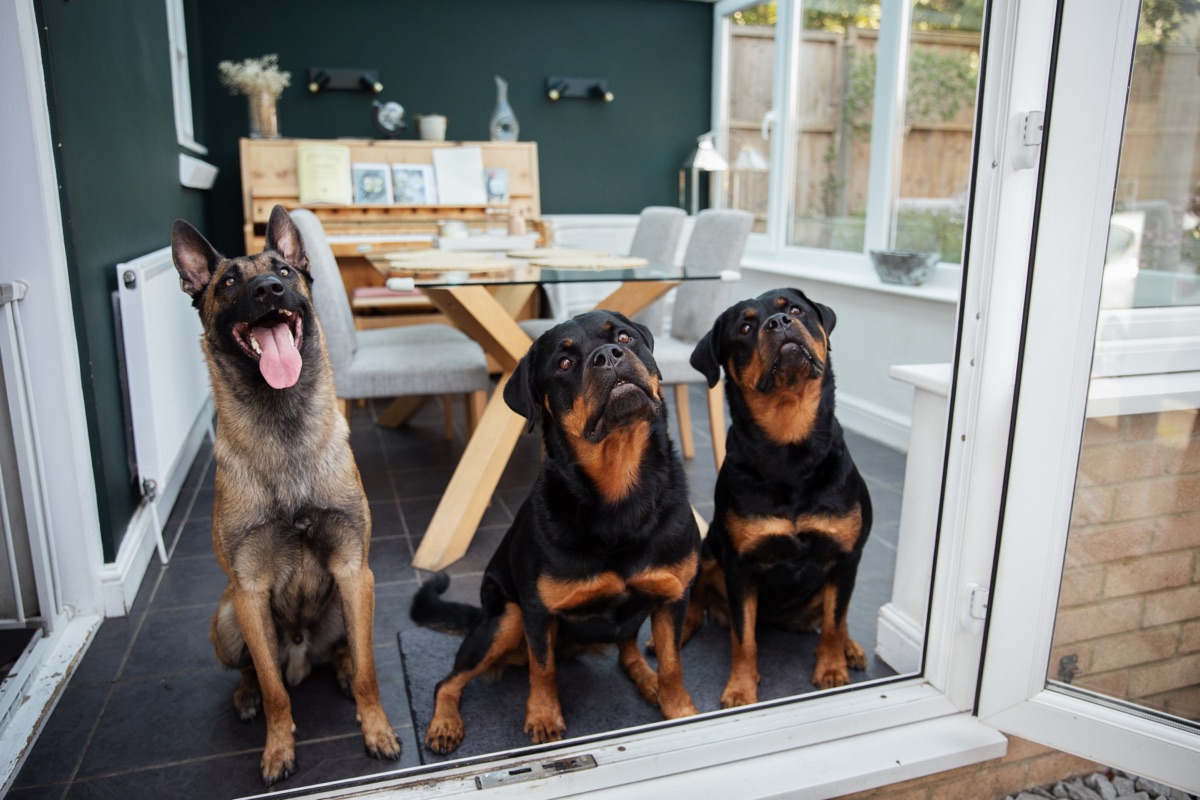 Dogs & Reactivity